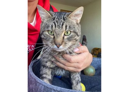 Неймовірний котик шукає дім!