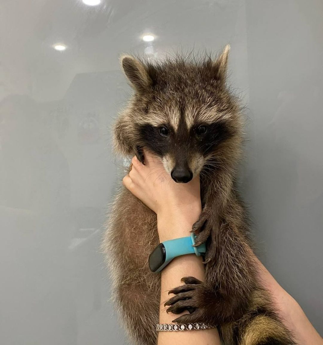 Супер малыши ручные,