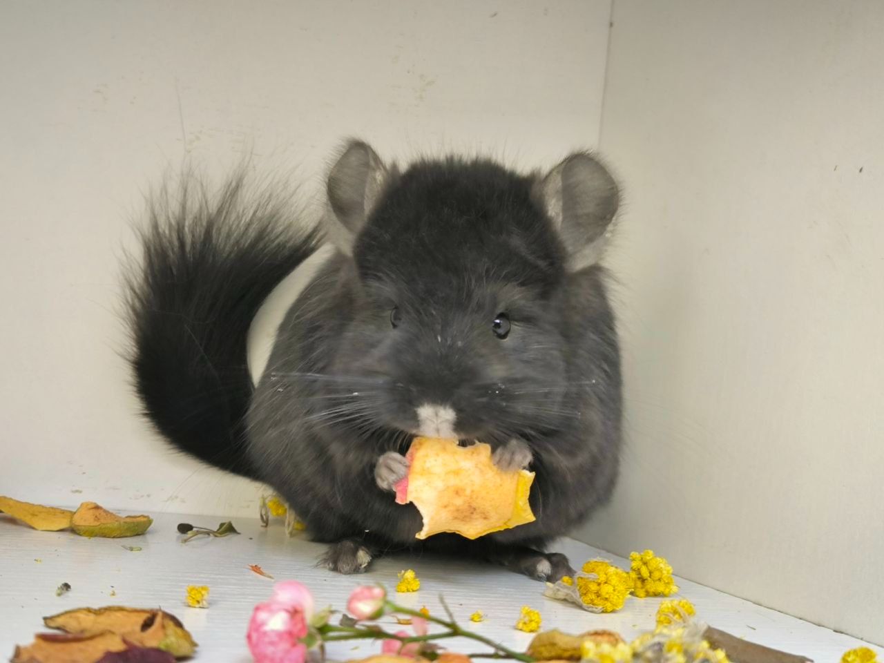 Чорна Персидська Королевська Ангора, носій фіолета та гену рекс(кучерявого)