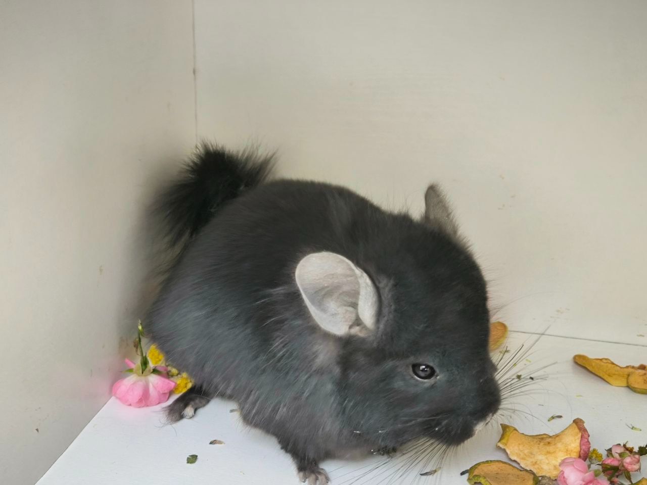 Чорна Персидська Королевська Ангора, носій фіолета та гену рекс(кучерявого)