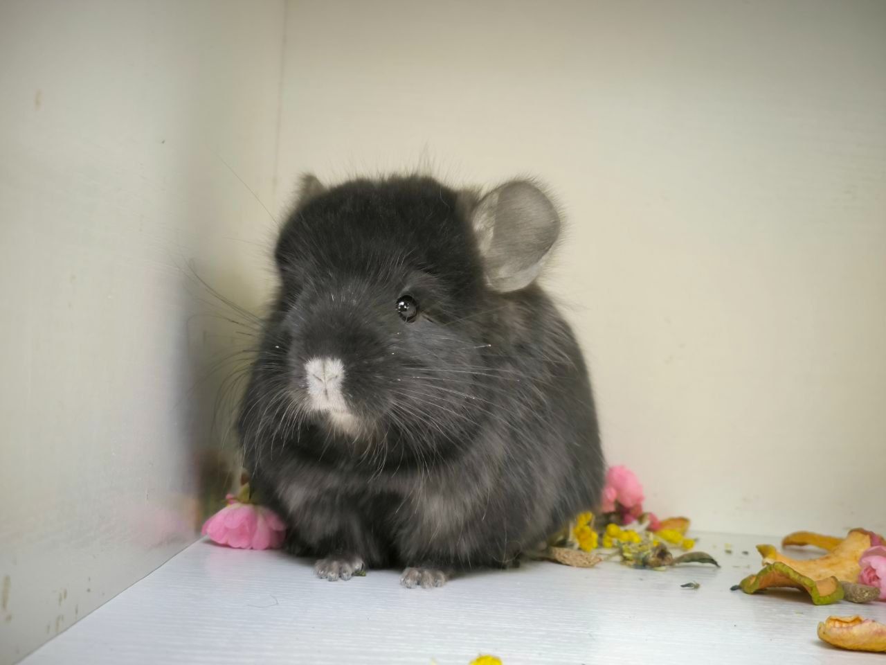 Чорна Персидська Королевська Ангора, носій фіолета та гену рекс(кучерявого)