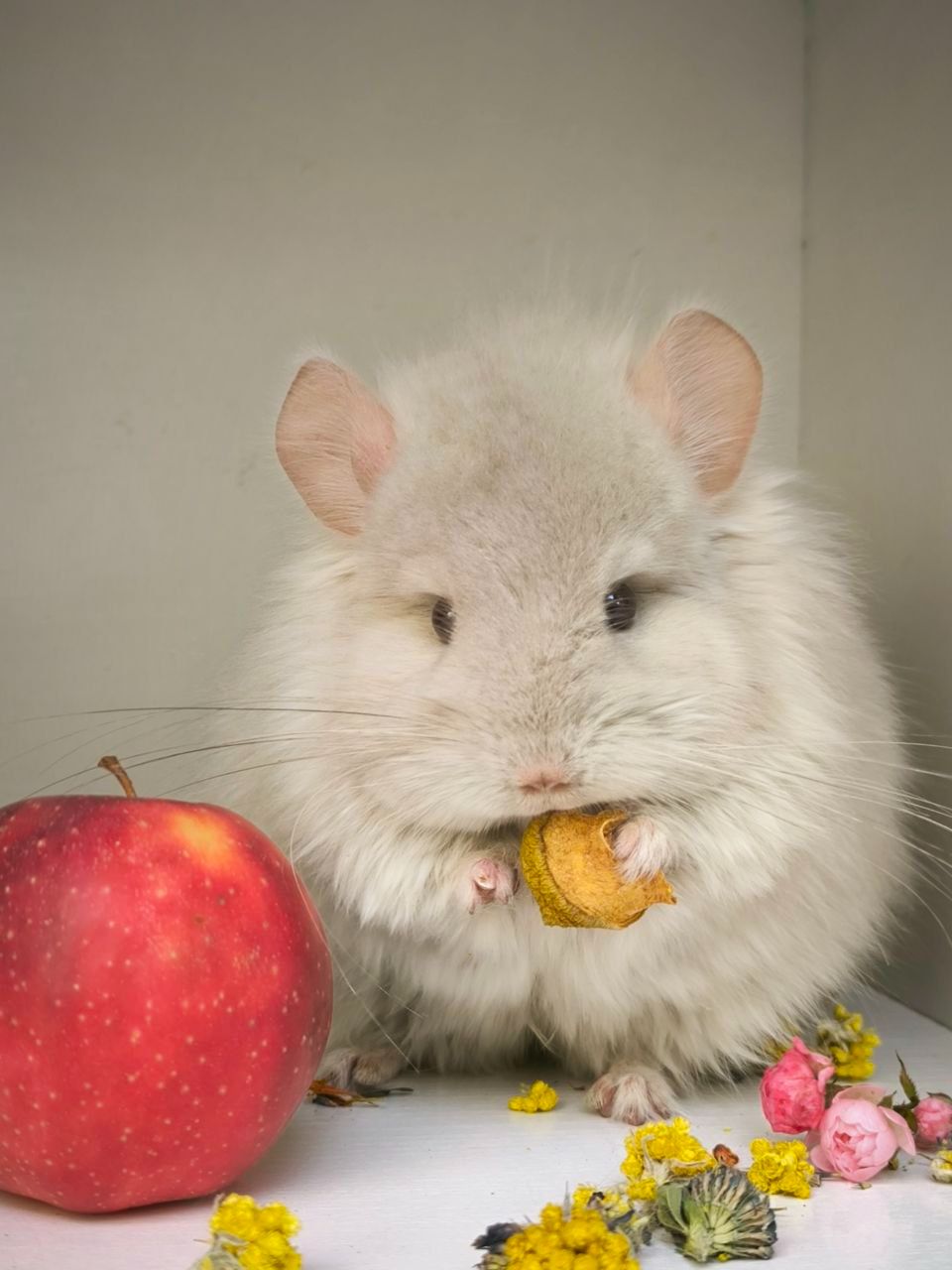 Бежевый Фіолетовий Носій сапфіру, хлопчик