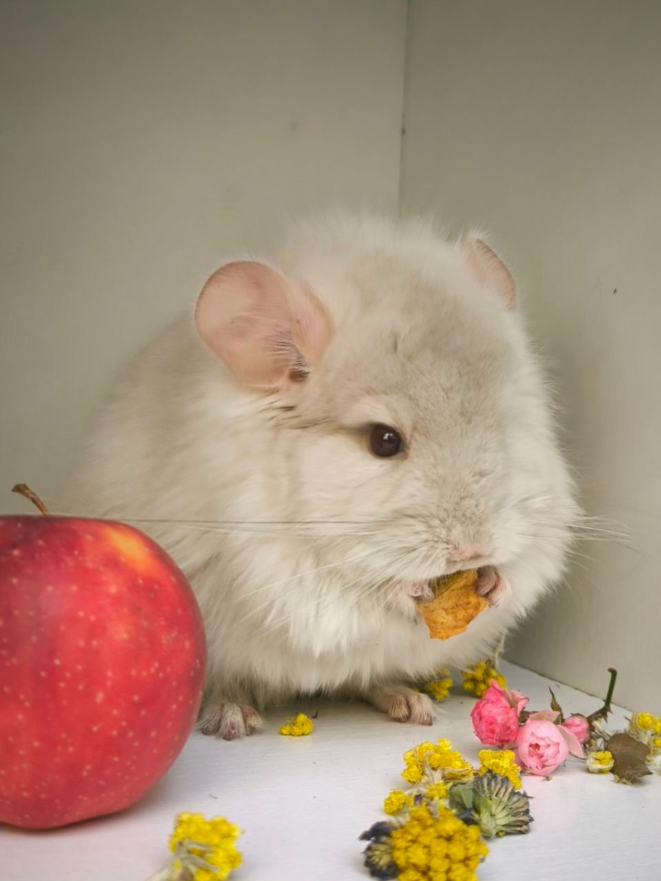 Бежевый Фіолетовий Носій сапфіру, хлопчик