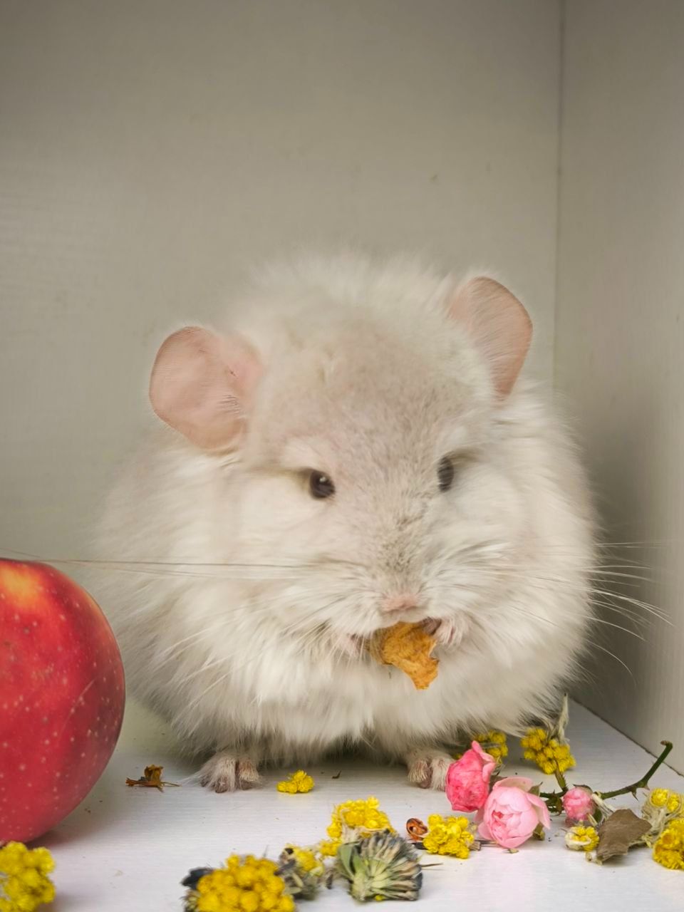 Бежевый Фіолетовий Носій сапфіру, хлопчик