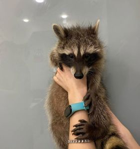 Супер малыши ручные,