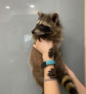 Супер малыши ручные,