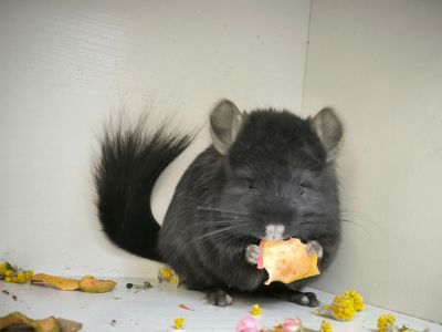 Чорна Персидська Королевська Ангора, носій фіолета та гену рекс(кучерявого)