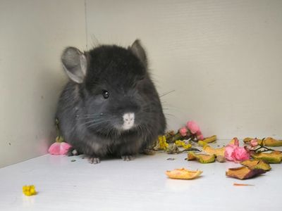 Чорна Персидська Королевська Ангора, носій фіолета та гену рекс(кучерявого)