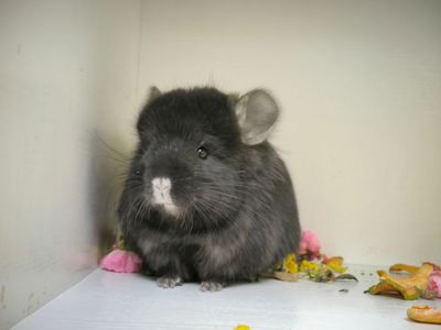 Чорна Персидська Королевська Ангора, носій фіолета та гену рекс(кучерявого)