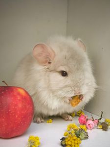 Бежевый Фіолетовий Носій сапфіру, хлопчик