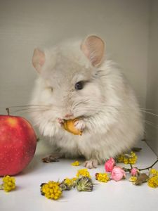 Бежевый Фіолетовий Носій сапфіру, хлопчик