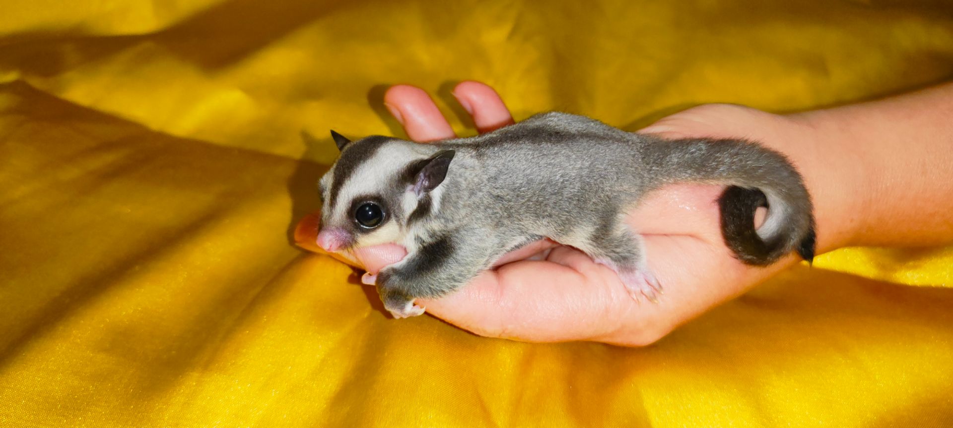 Цукровий поссум, летяга, екзотична сумчаста тварина