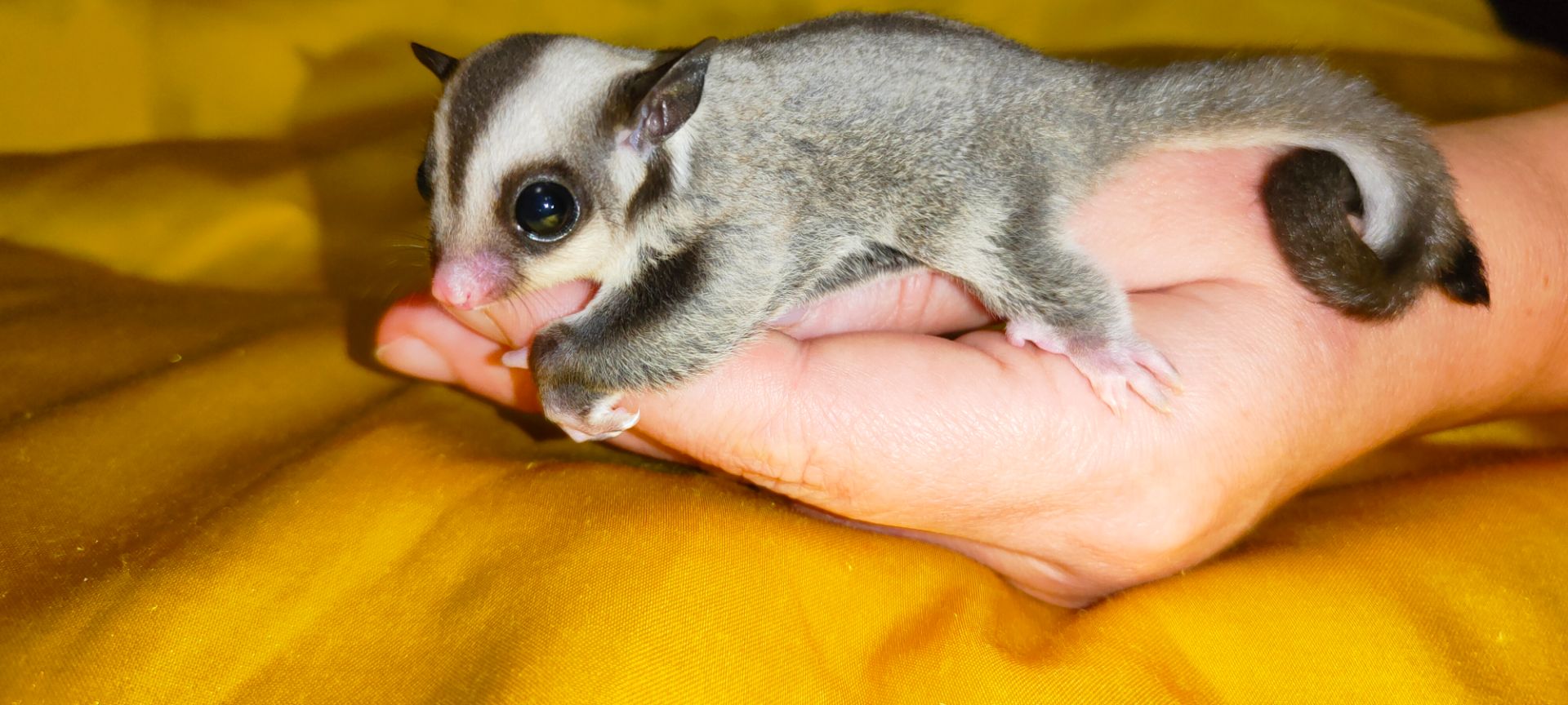 Цукровий поссум, летяга, екзотична сумчаста тварина