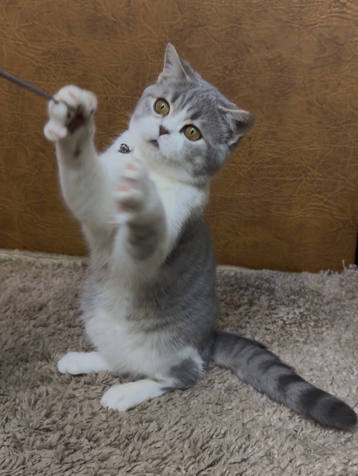 Розкішне Шотландське кошеня