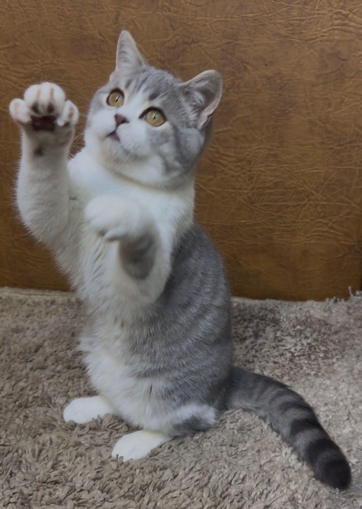 Розкішне Шотландське кошеня