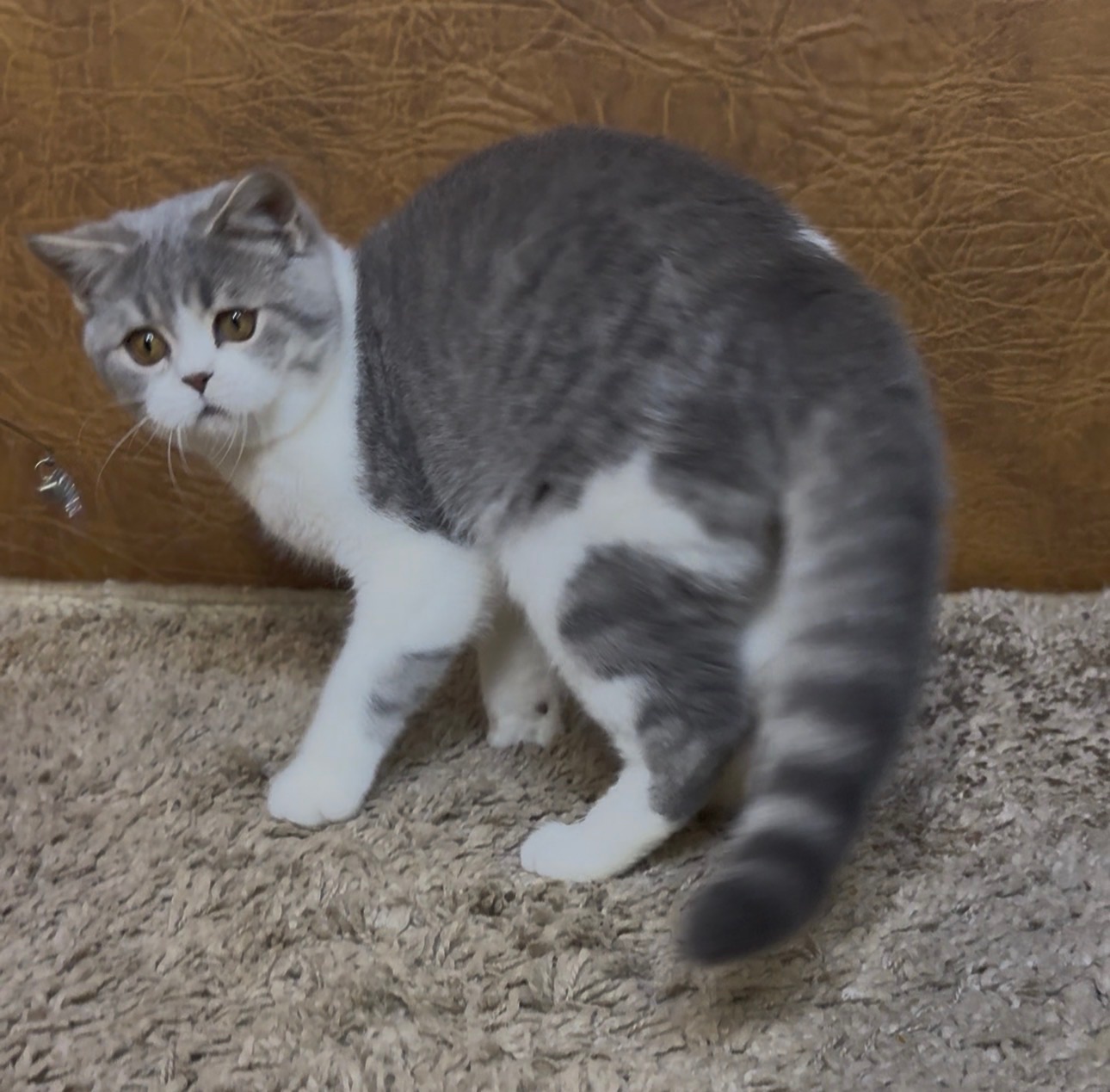 Розкішне Шотландське кошеня