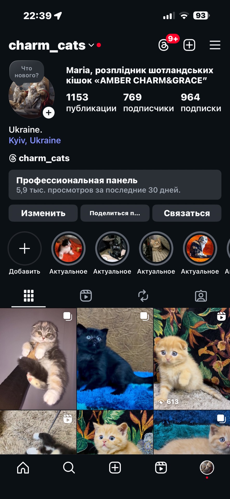 Розкішне Шотландське кошеня