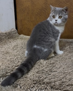 Розкішне Шотландське кошеня