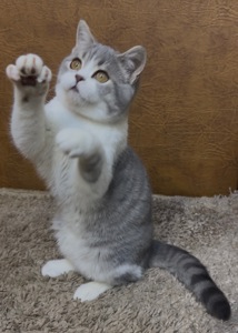 Розкішне Шотландське кошеня