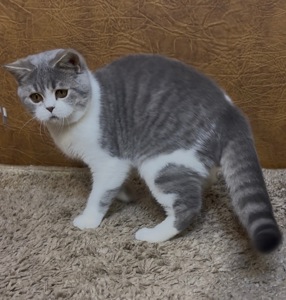 Розкішне Шотландське кошеня