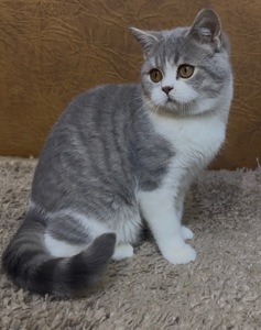 Розкішне Шотландське кошеня