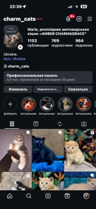 Розкішне Шотландське кошеня