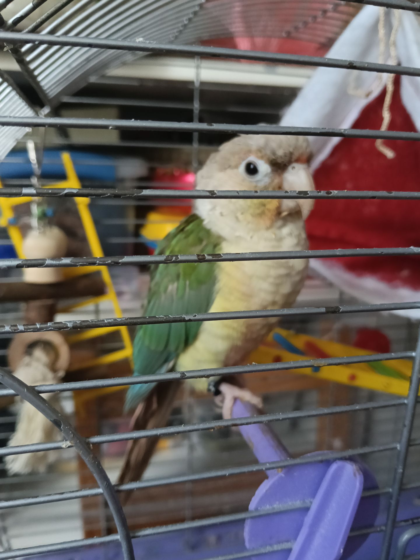 Пірурка дівчинка