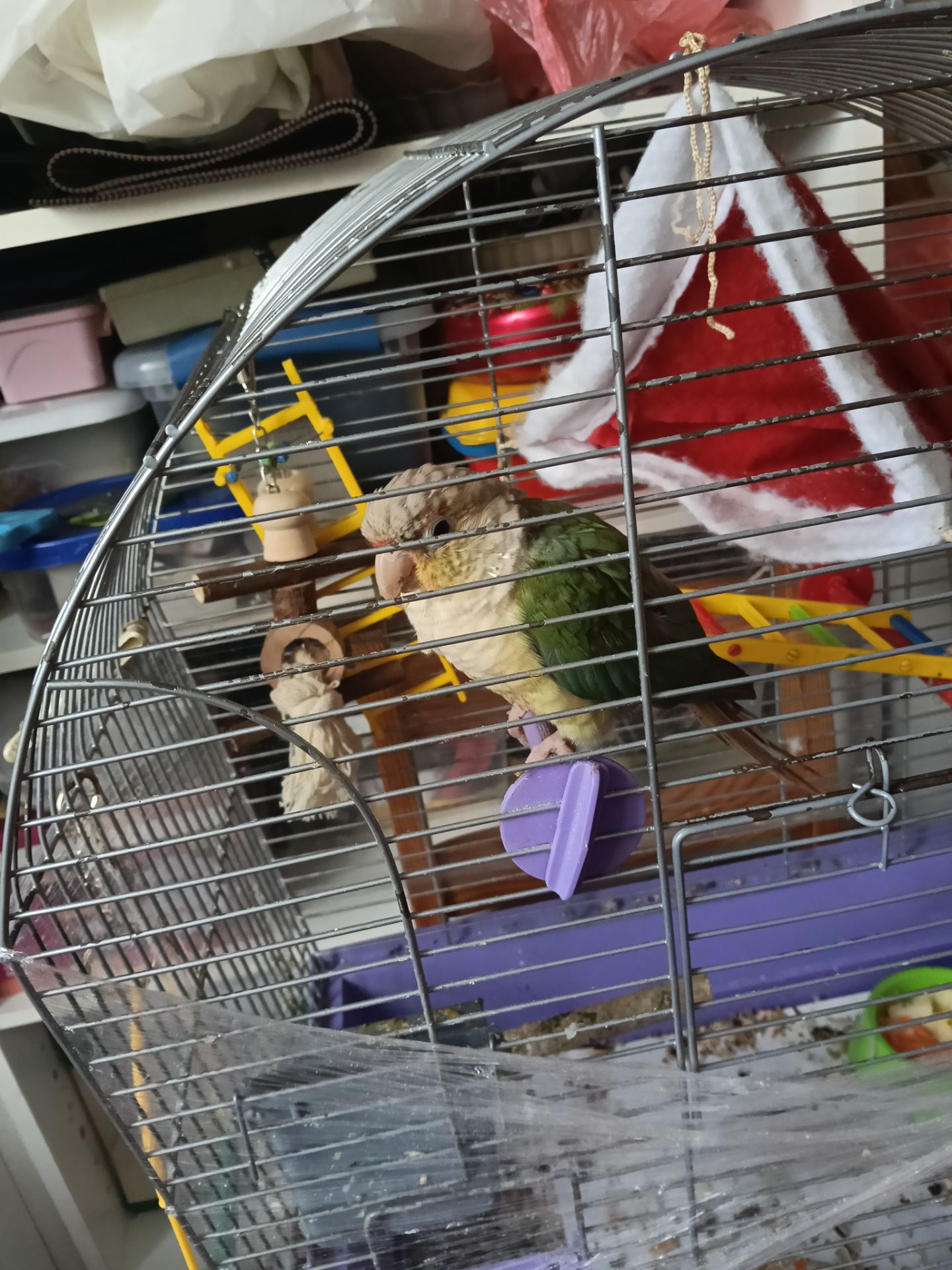 Пірурка дівчинка