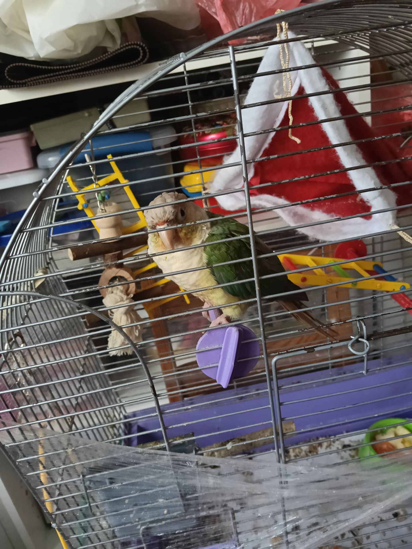 Пірурка дівчинка