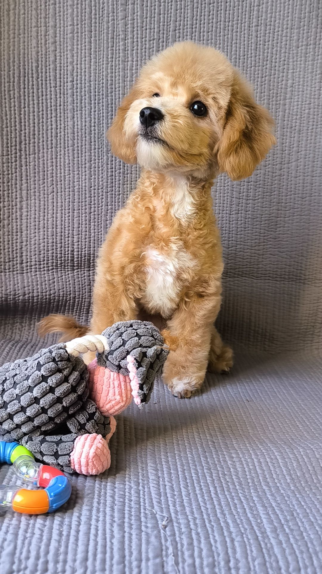 Мальтіпу F1, хлопчик