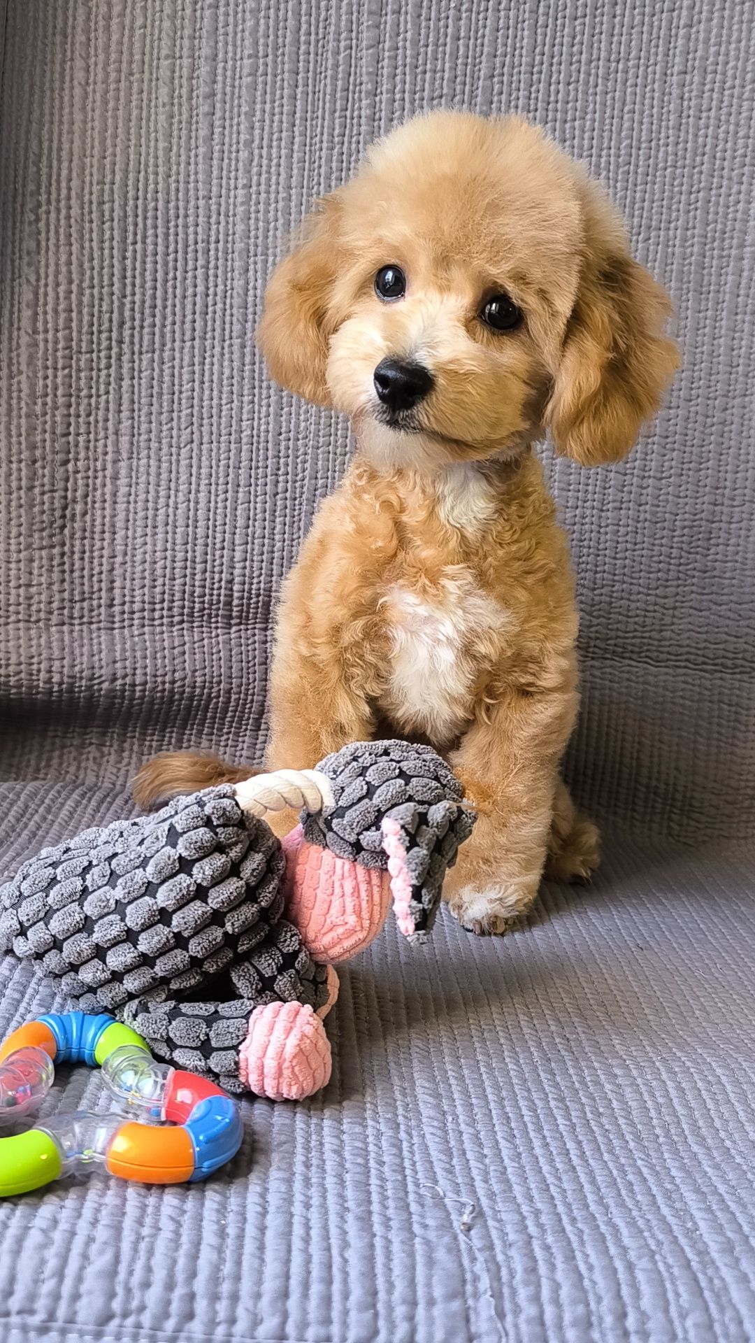 Мальтіпу F1, хлопчик