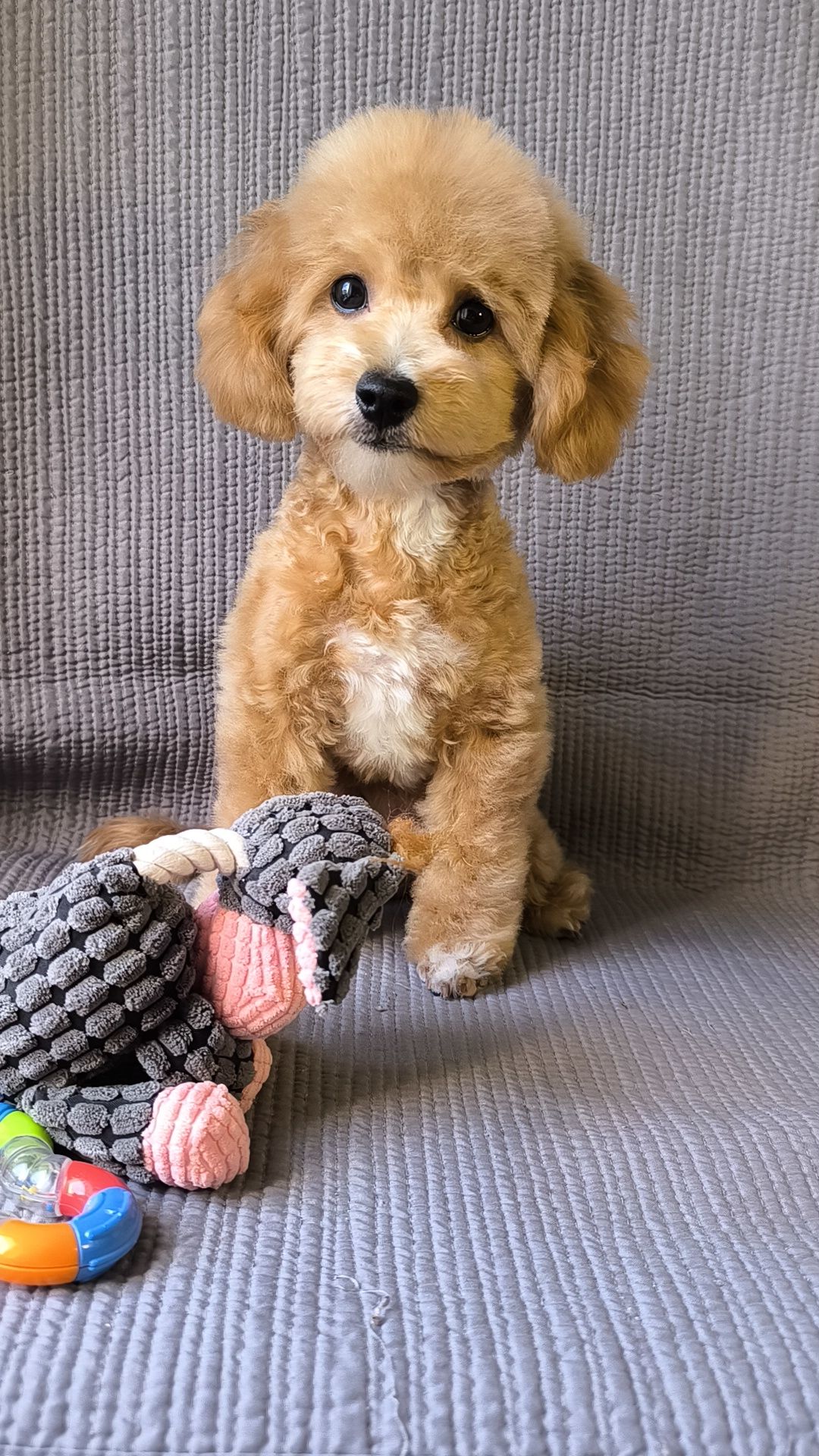 Мальтіпу F1, хлопчик