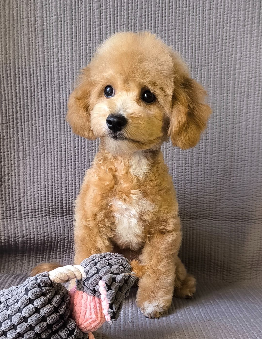 Мальтіпу F1, хлопчик