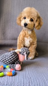 Мальтіпу F1, хлопчик