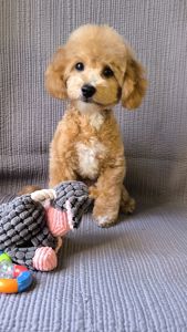 Мальтіпу F1, хлопчик