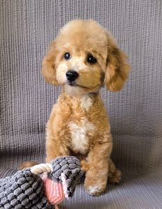 Мальтіпу F1, хлопчик