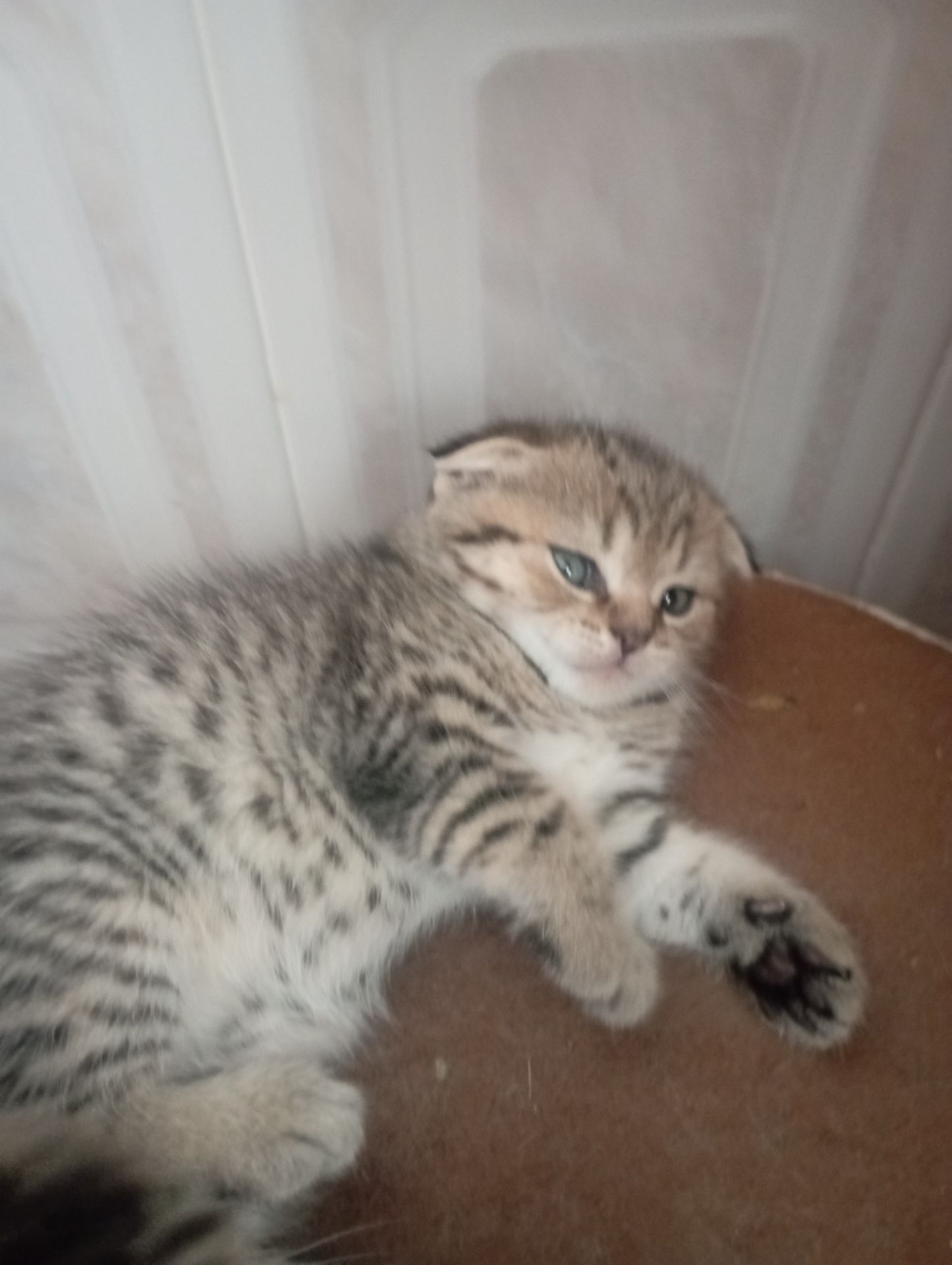 Чарівні Золоті Шиншили дівчатка та хлопчики