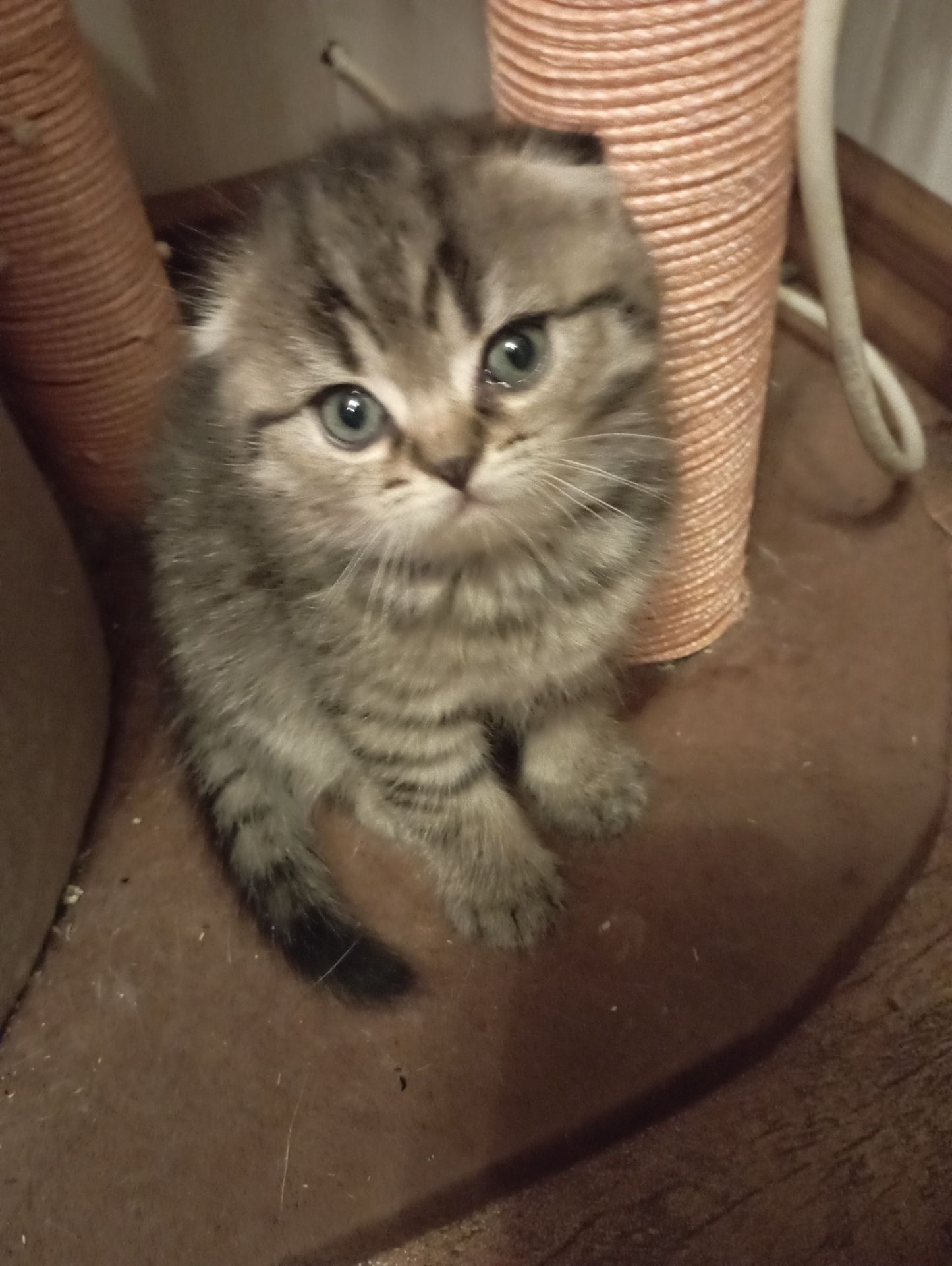 Чарівні Золоті Шиншили дівчатка та хлопчики