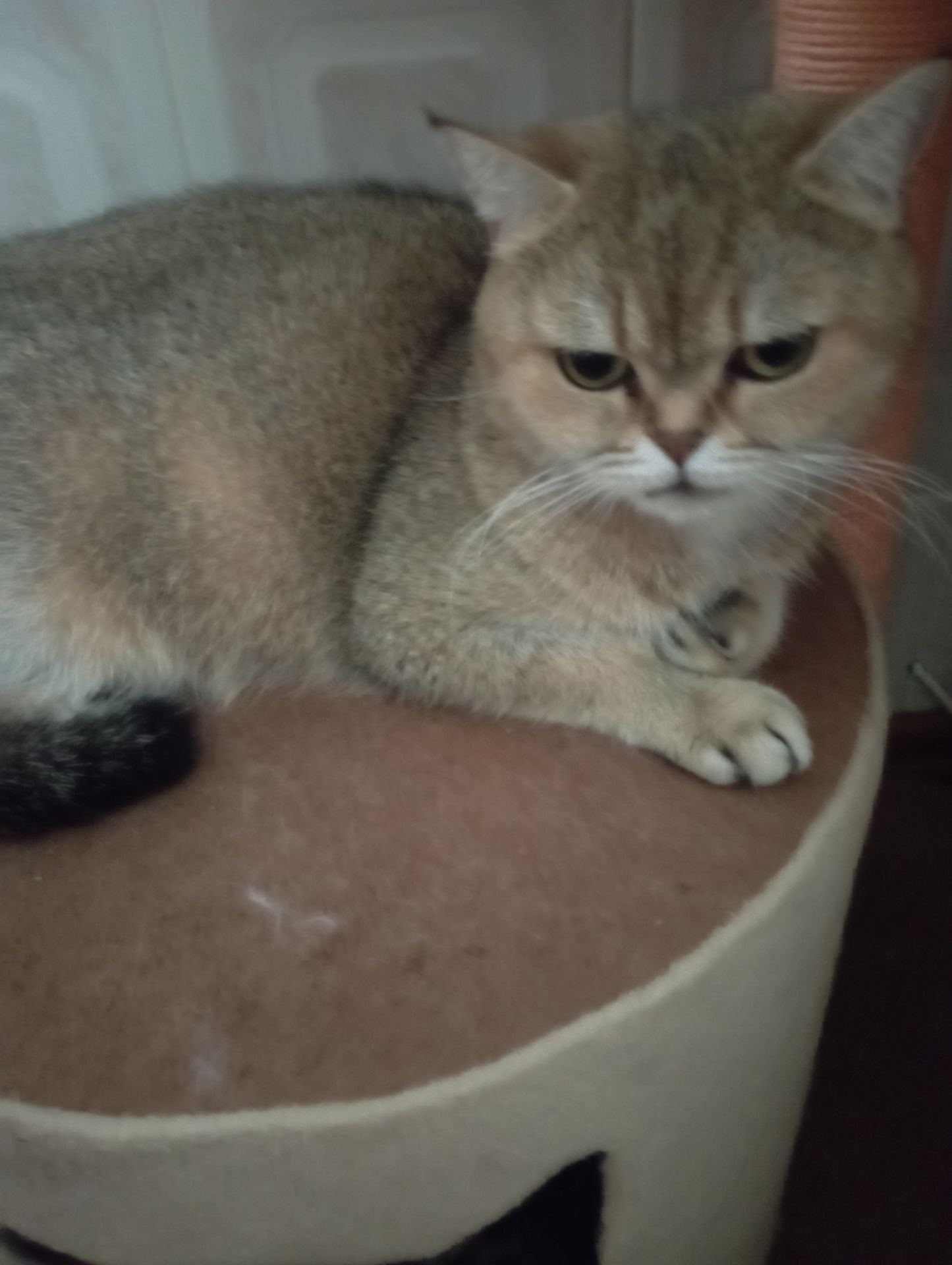 Чарівні Золоті Шиншили дівчатка та хлопчики