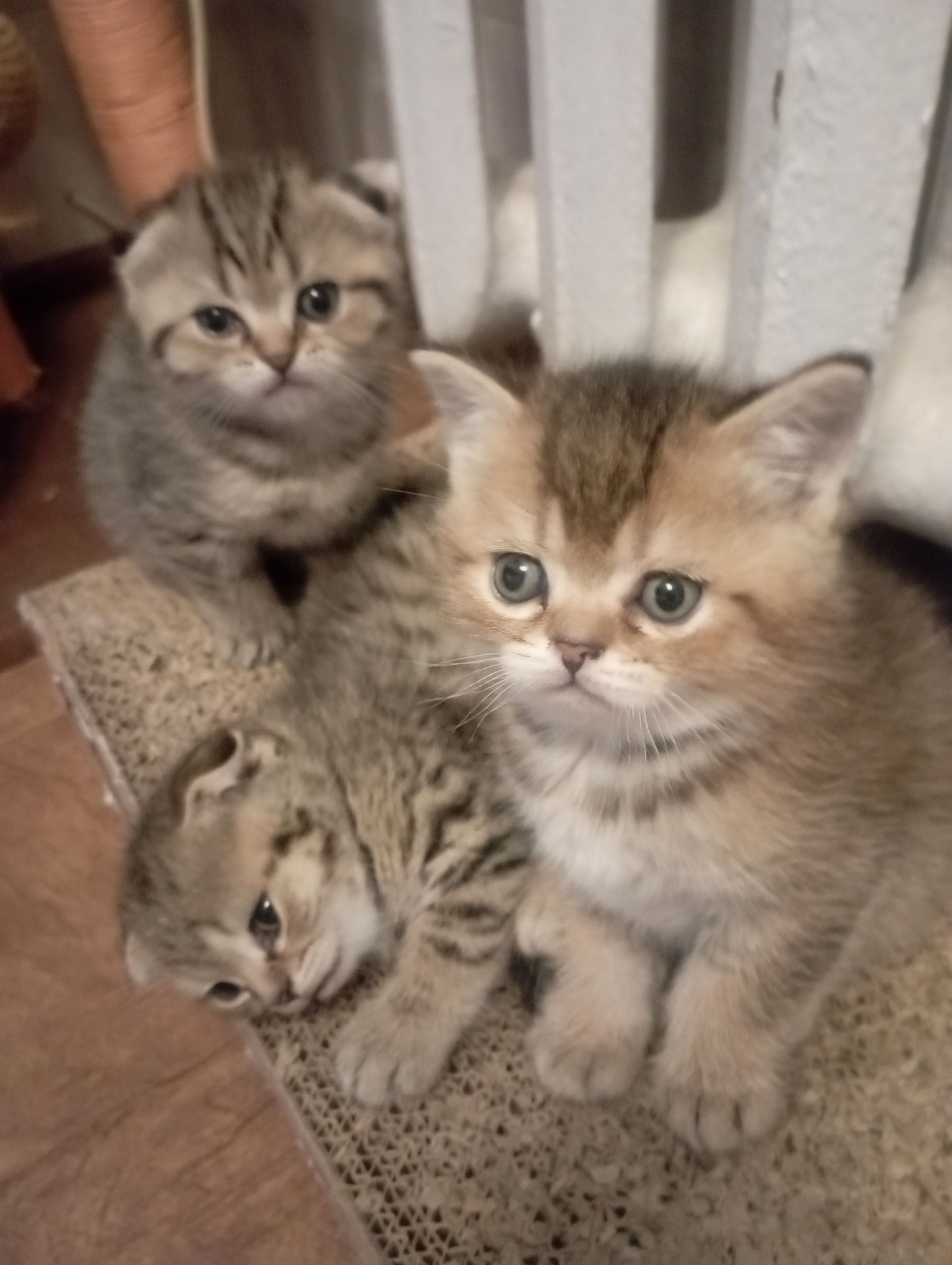 Чарівні Золоті Шиншили дівчатка та хлопчики