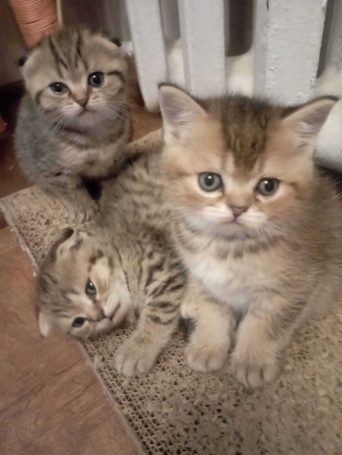 Чарівні Золоті Шиншили дівчатка та хлопчики