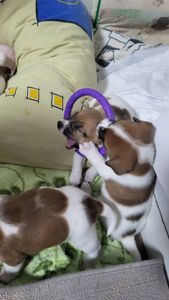 Щенки Джек-рассел-терьер