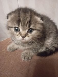 Чарівні Золоті Шиншили дівчатка та хлопчики