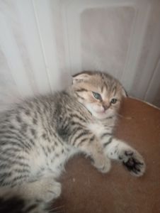 Чарівні Золоті Шиншили дівчатка та хлопчики