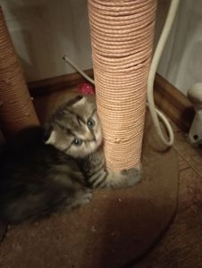 Чарівні Золоті Шиншили дівчатка та хлопчики