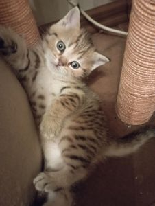 Чарівні Золоті Шиншили дівчатка та хлопчики