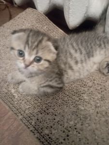 Чарівні Золоті Шиншили дівчатка та хлопчики