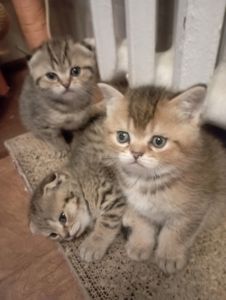 Чарівні Золоті Шиншили дівчатка та хлопчики