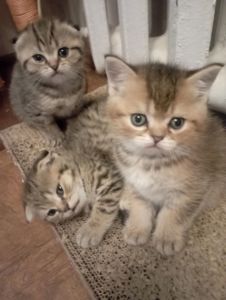 Чарівні Золоті Шиншили дівчатка та хлопчики