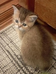 Чарівні Золоті Шиншили дівчатка та хлопчики